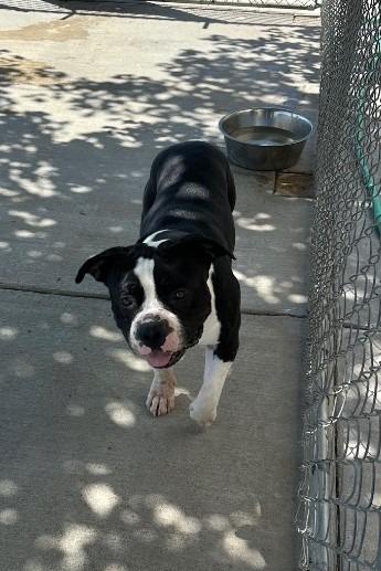 Flip, Adoptable, Young Male Pit Bull Terrier.