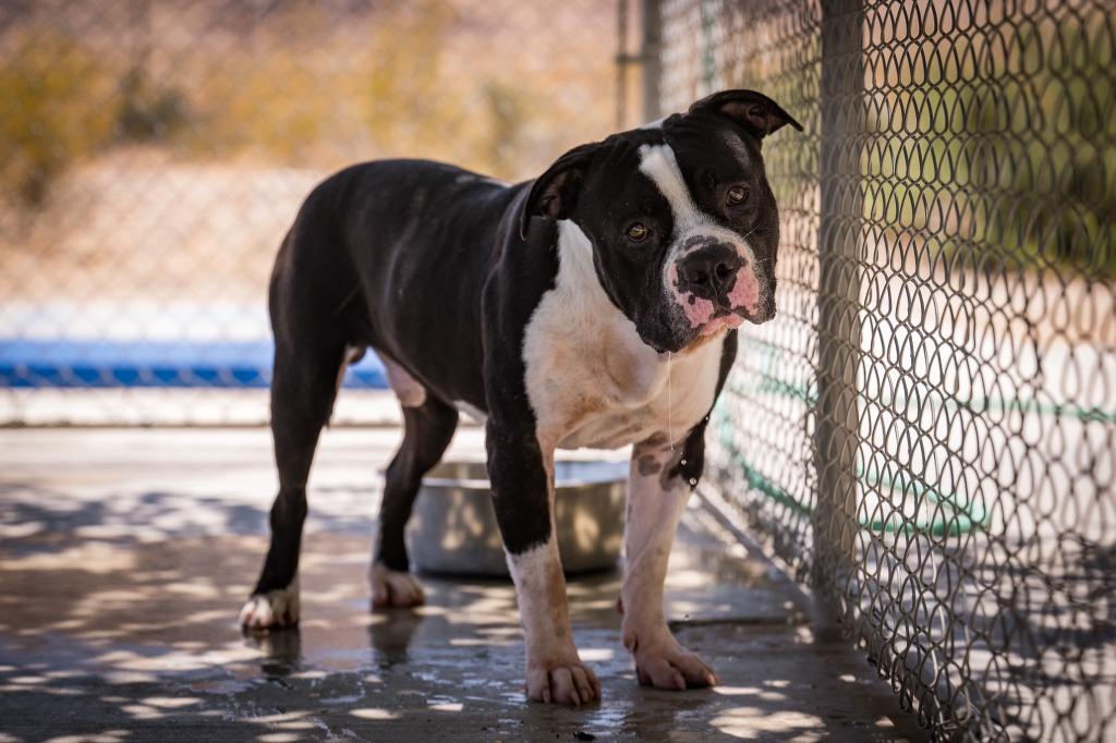 Flip, a Adoptable Pit Bull Terrier in Twentynine Palms, CA image 2/4