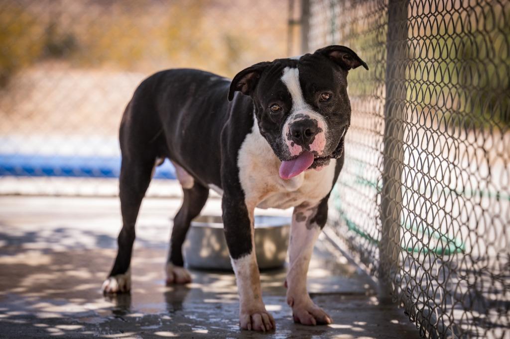 Flip, a Adoptable Pit Bull Terrier in Twentynine Palms, CA image 3/4