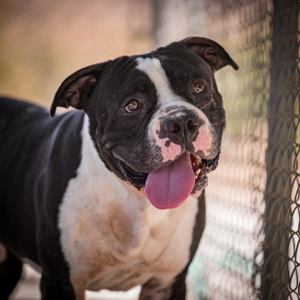 Flip, a Adoptable Pit Bull Terrier in Twentynine Palms, CA image 4/4