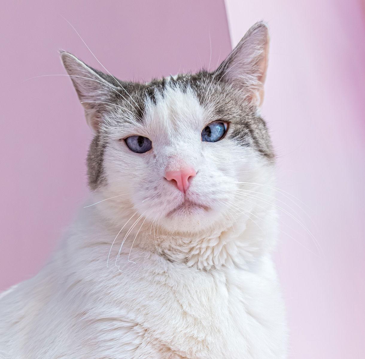 Dusty - KBC, Adopted, Adult Male Domestic Short Hair.