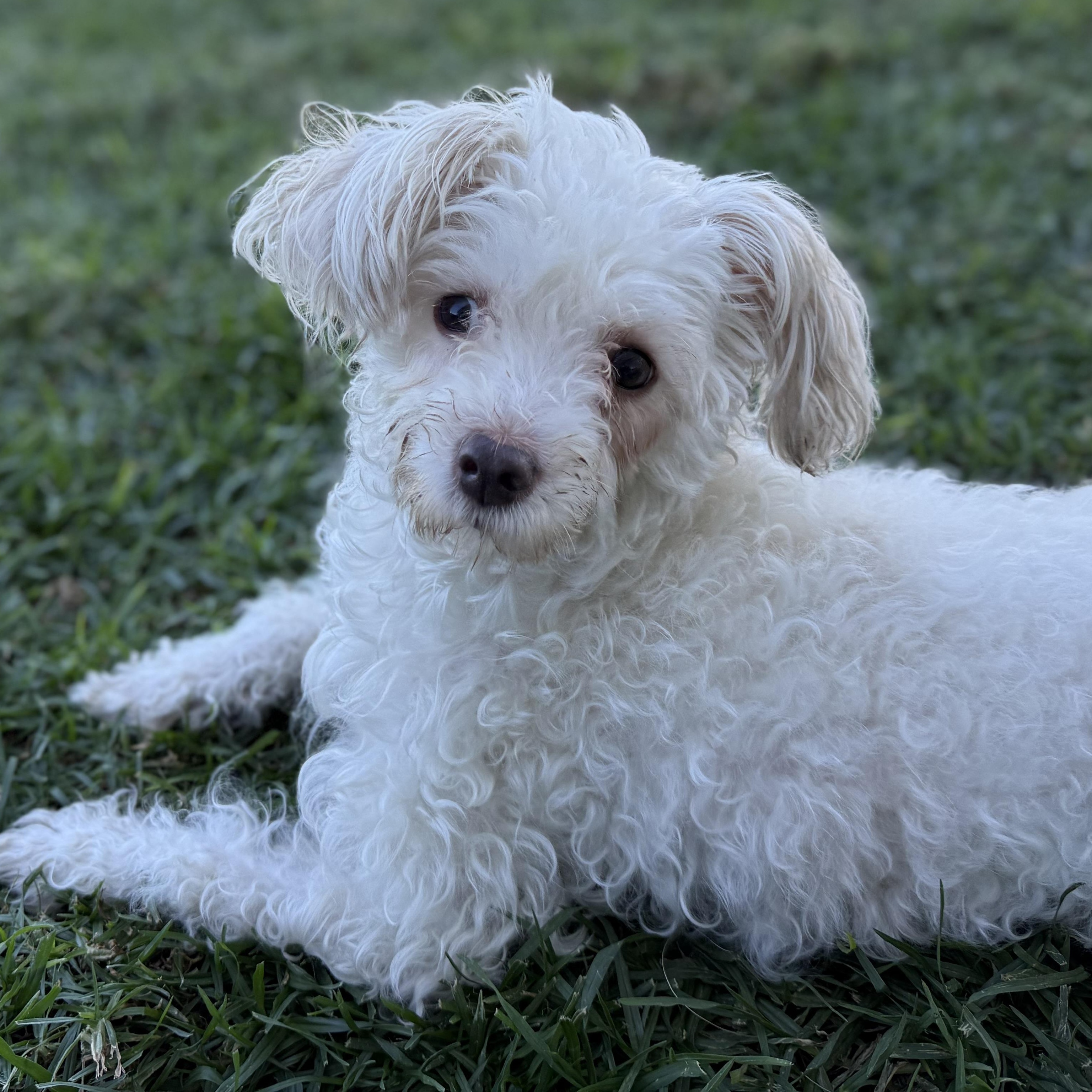 Mami, an adopted Maltipoo in Los Angeles, CA image 1/3
