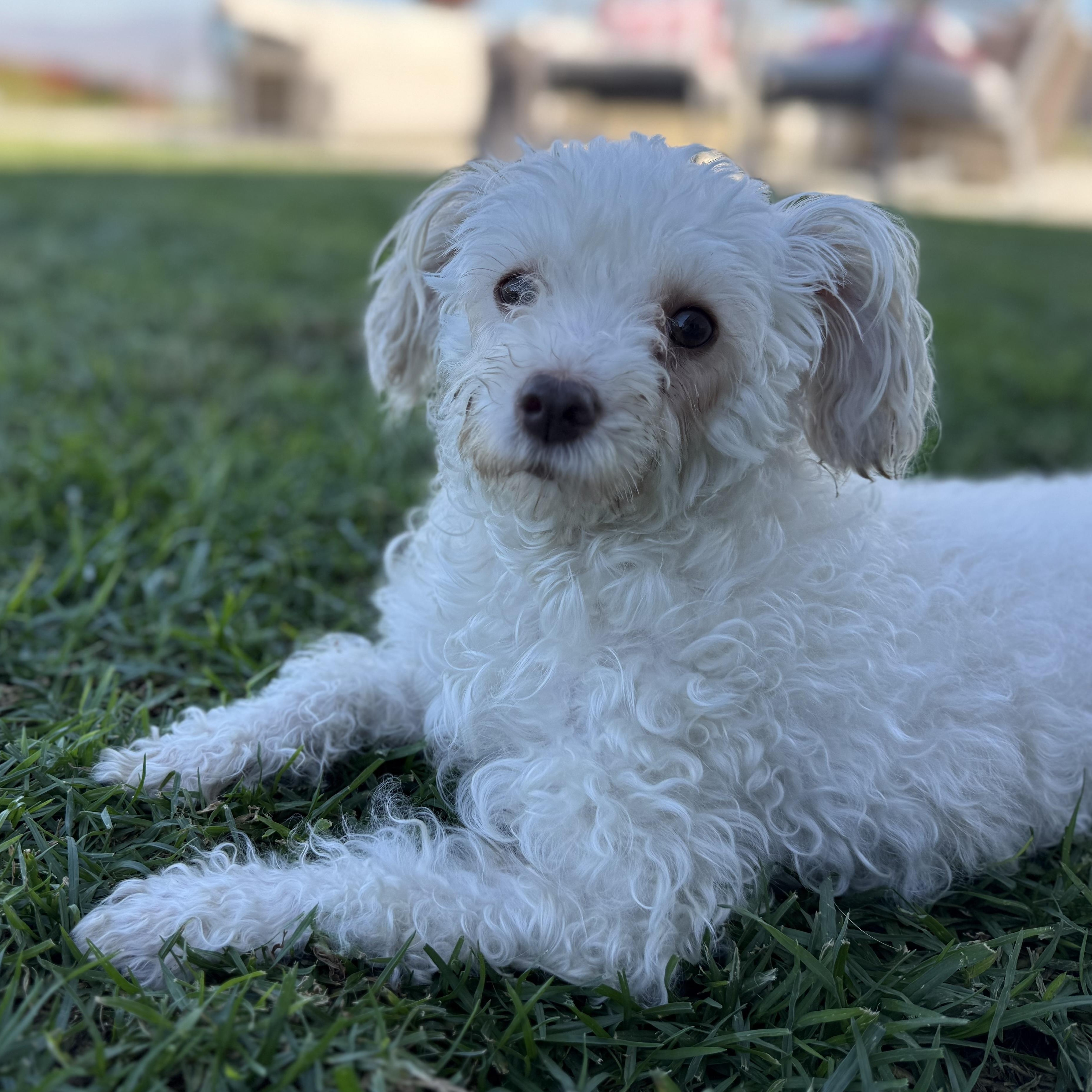 Mami, an adopted Maltipoo in Los Angeles, CA image 2/3