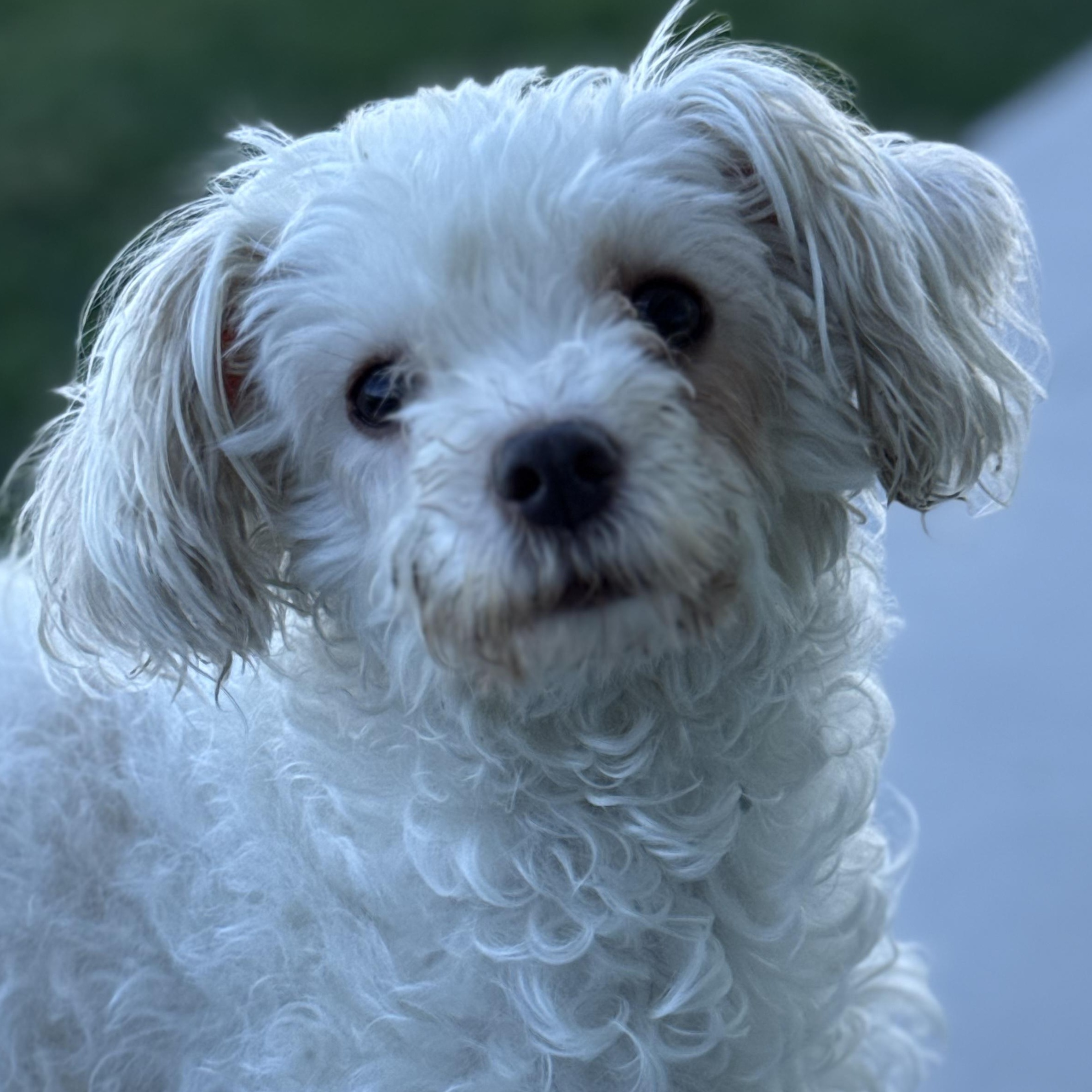 Mami, adopted, Young Female Maltipoo.