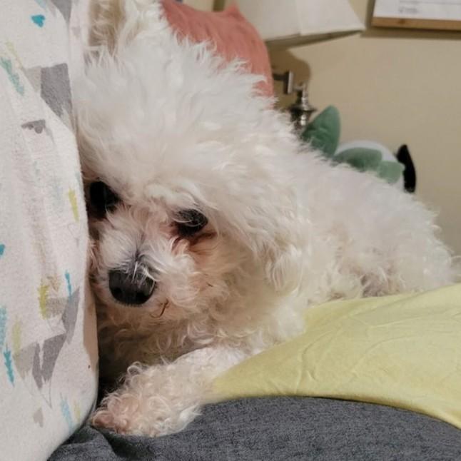 Enlarge Daisy Mae, a ADOPTABLE Bichon Frise in Rensselaer, NY image 3/5