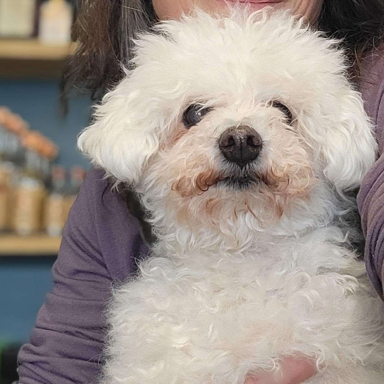 Enlarge Daisy Mae, a ADOPTABLE Bichon Frise in Rensselaer, NY image 5/5