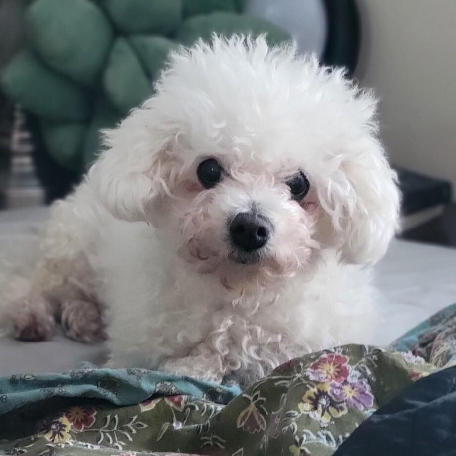 Daisy Mae, ADOPTABLE, Senior Female Bichon Frise.