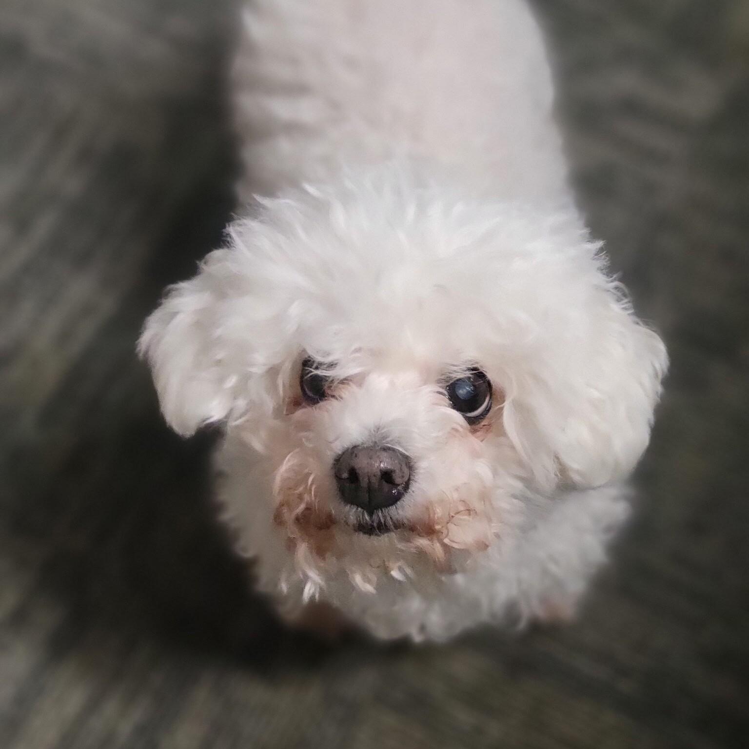 Enlarge Daisy Mae, a ADOPTABLE Bichon Frise in Rensselaer, NY image 2/5