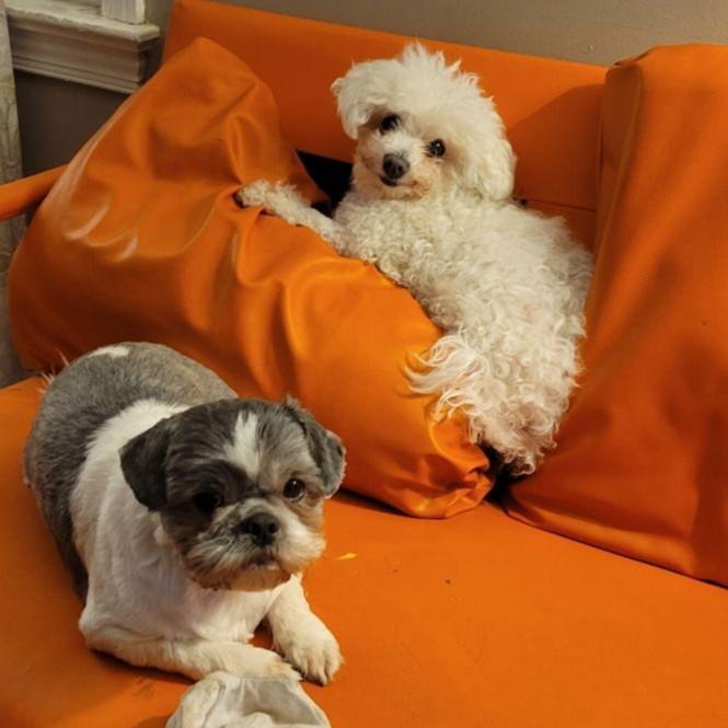 Enlarge Daisy Mae, a ADOPTABLE Bichon Frise in Rensselaer, NY image 4/5