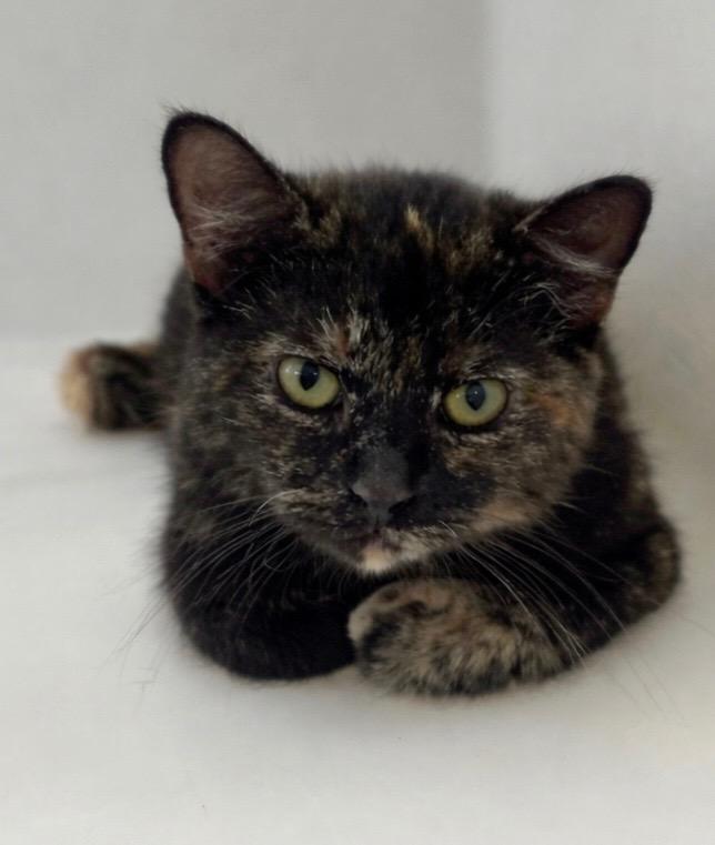 Wild Child, Adoptable, Adult Female Domestic Short Hair.