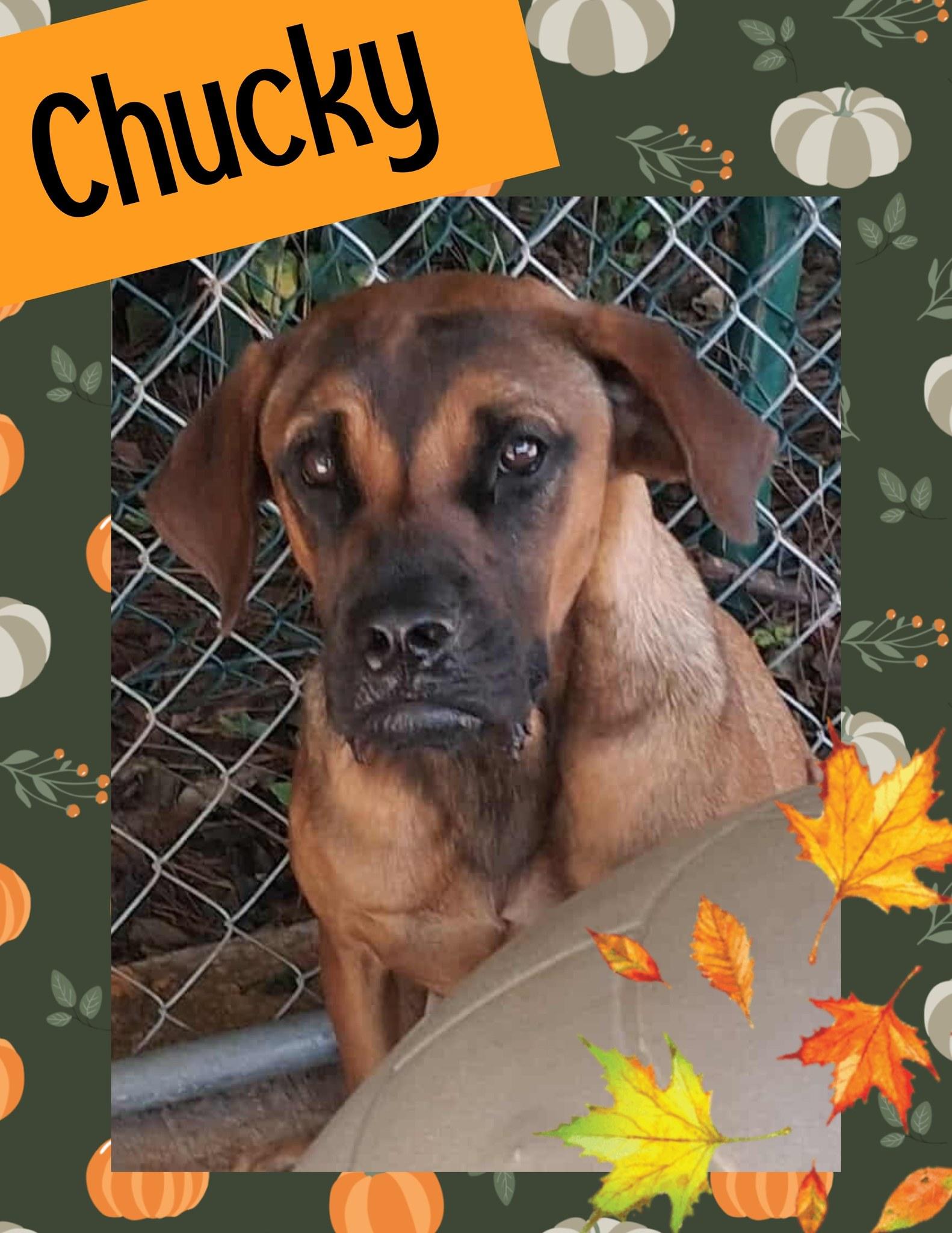Enlarge Chucky, a Adoptable mixed breed in Ringwood, NJ image 1/1