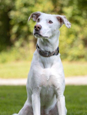Enlarge Twix, a Adoptable mixed breed in Bedford Hills, NY image 4/6