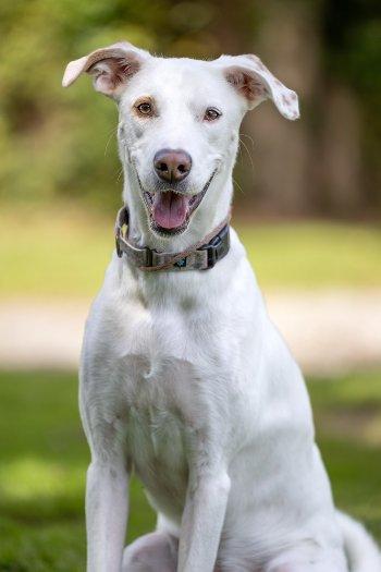 Enlarge Twix, a Adoptable mixed breed in Bedford Hills, NY image 3/6