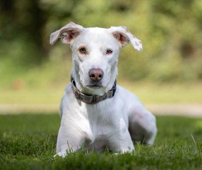 Twix, Adoptable, Puppy Male Dalmatian & Labrador Retriever.