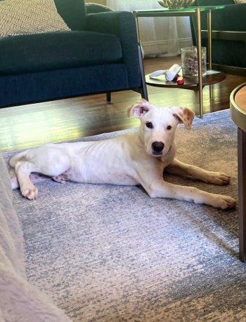 Twix, Adoptable, Puppy Male Labrador Retriever.