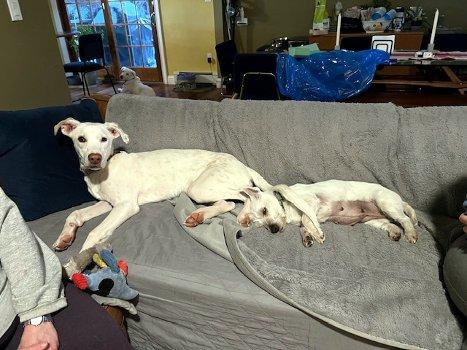 Enlarge Twix, a Adoptable mixed breed in Bedford Hills, NY image 3/6