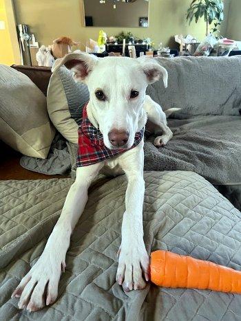 Enlarge Twix, a Adoptable mixed breed in Bedford Hills, NY image 1/6