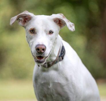 Enlarge Twix, a Adoptable mixed breed in Bedford Hills, NY image 6/6