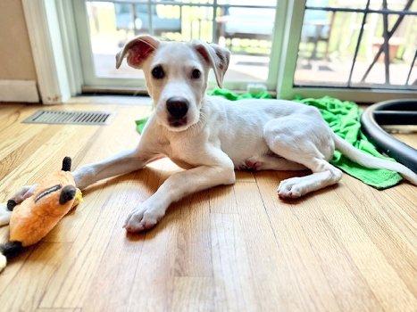 Enlarge Twix, a Adoptable mixed breed in Bedford Hills, NY image 3/6