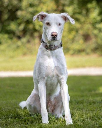 Enlarge Twix, a Adoptable mixed breed in Bedford Hills, NY image 5/6