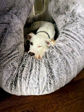 Enlarge Twix, a Adoptable mixed breed in Bedford Hills, NY image 4/6