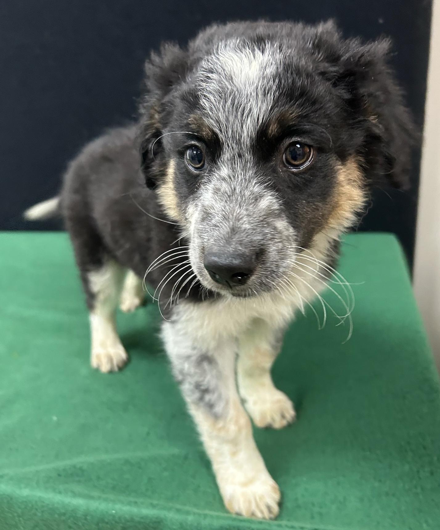 Enlarge Forrest, a Adoptable mixed breed in Neillsville, WI image 2/5