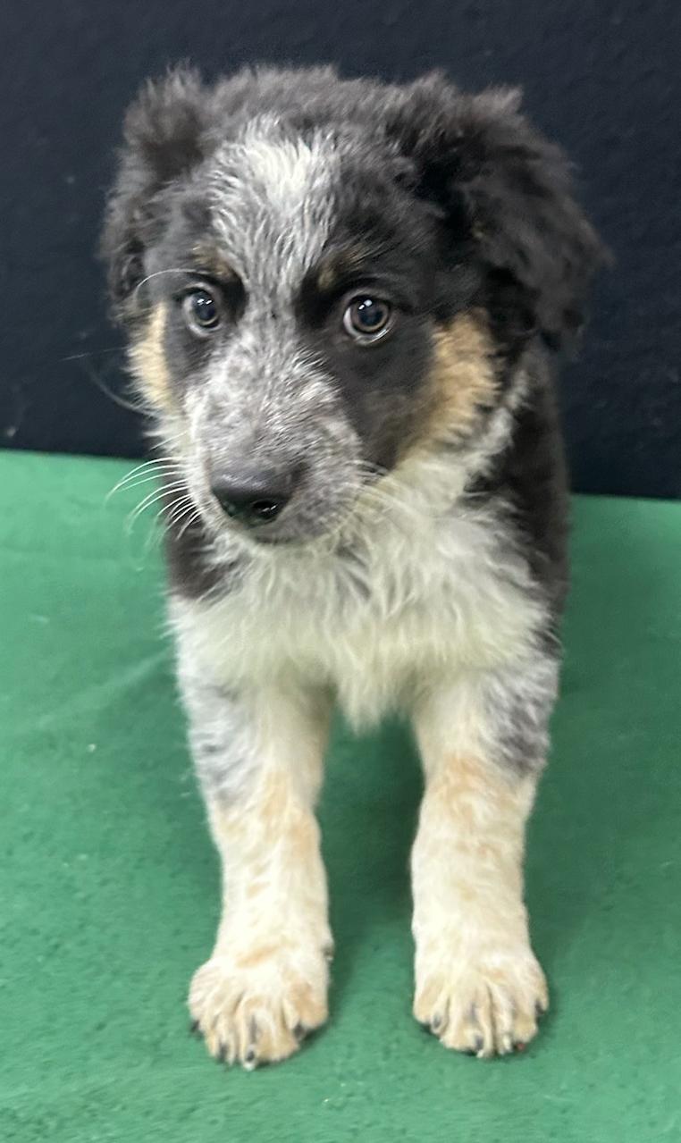 Enlarge Forrest, a Adoptable mixed breed in Neillsville, WI image 5/5