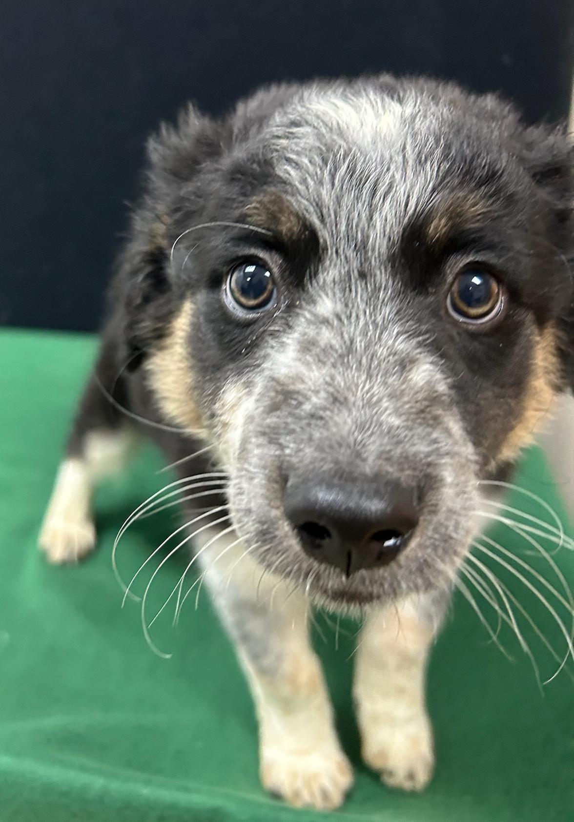 Enlarge Forrest, a Adoptable mixed breed in Neillsville, WI image 4/5