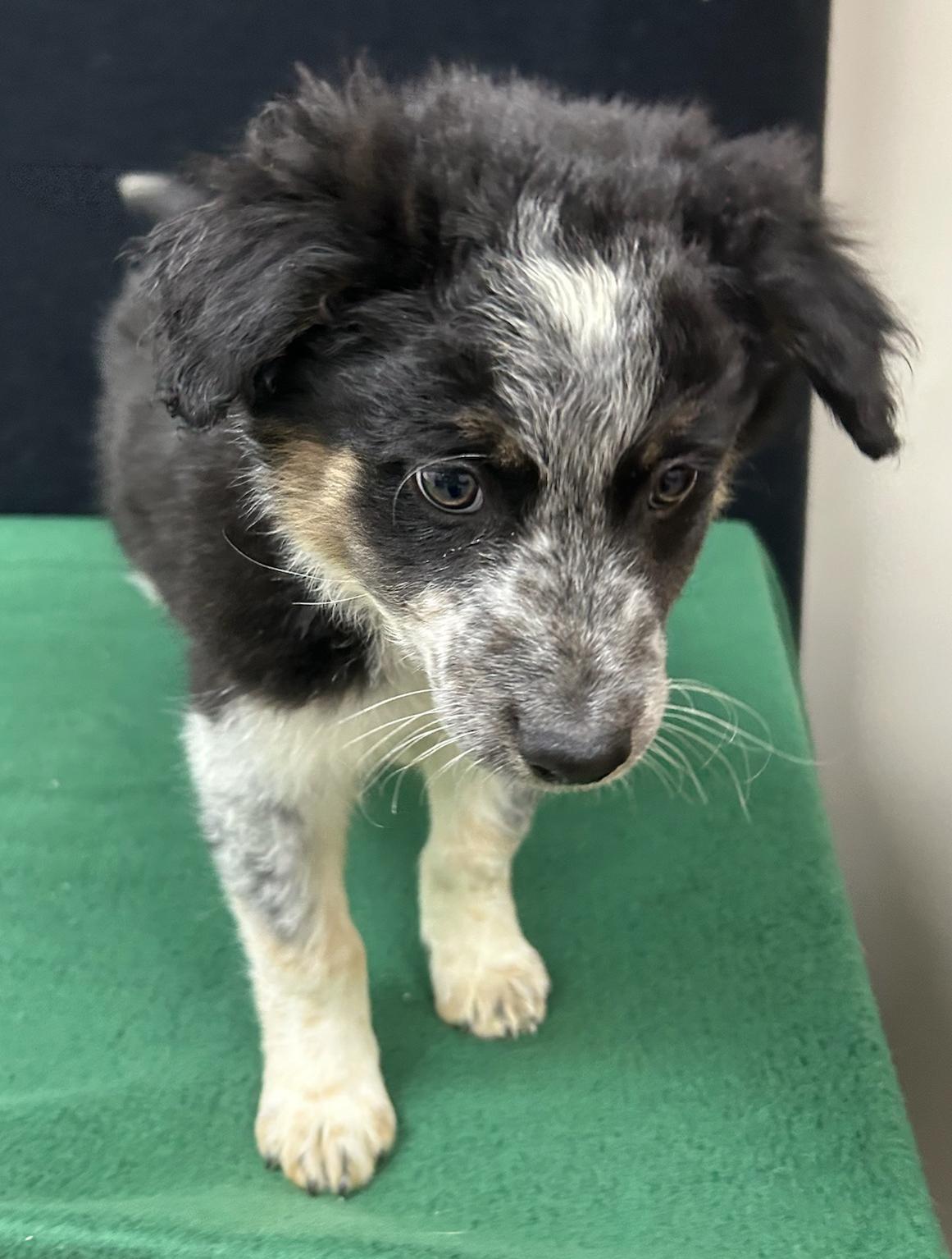 Enlarge Forrest, a Adoptable mixed breed in Neillsville, WI image 3/5