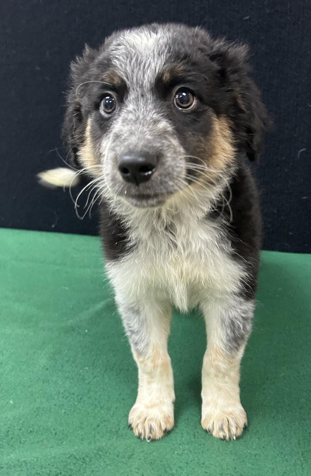 Forrest, Adoptable, Puppy Male Australian Shepherd.