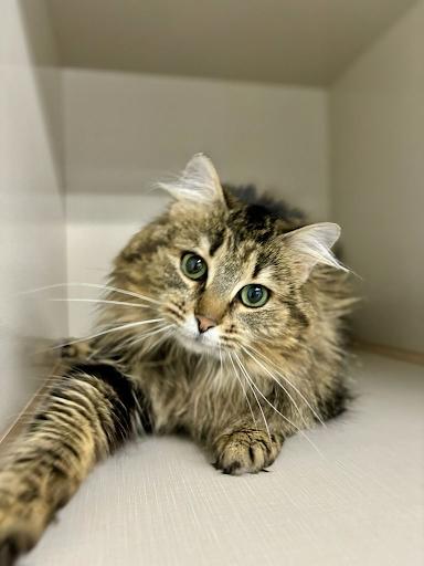 Willow, an adoptable Domestic Long Hair in wetaskiwin, AB, t9a 2j4 | Photo Image 1