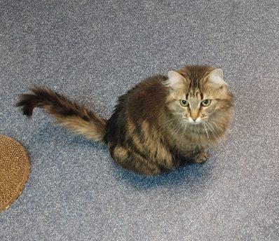 Willow, an adoptable Domestic Long Hair in wetaskiwin, AB, t9a 2j4 | Photo Image 2