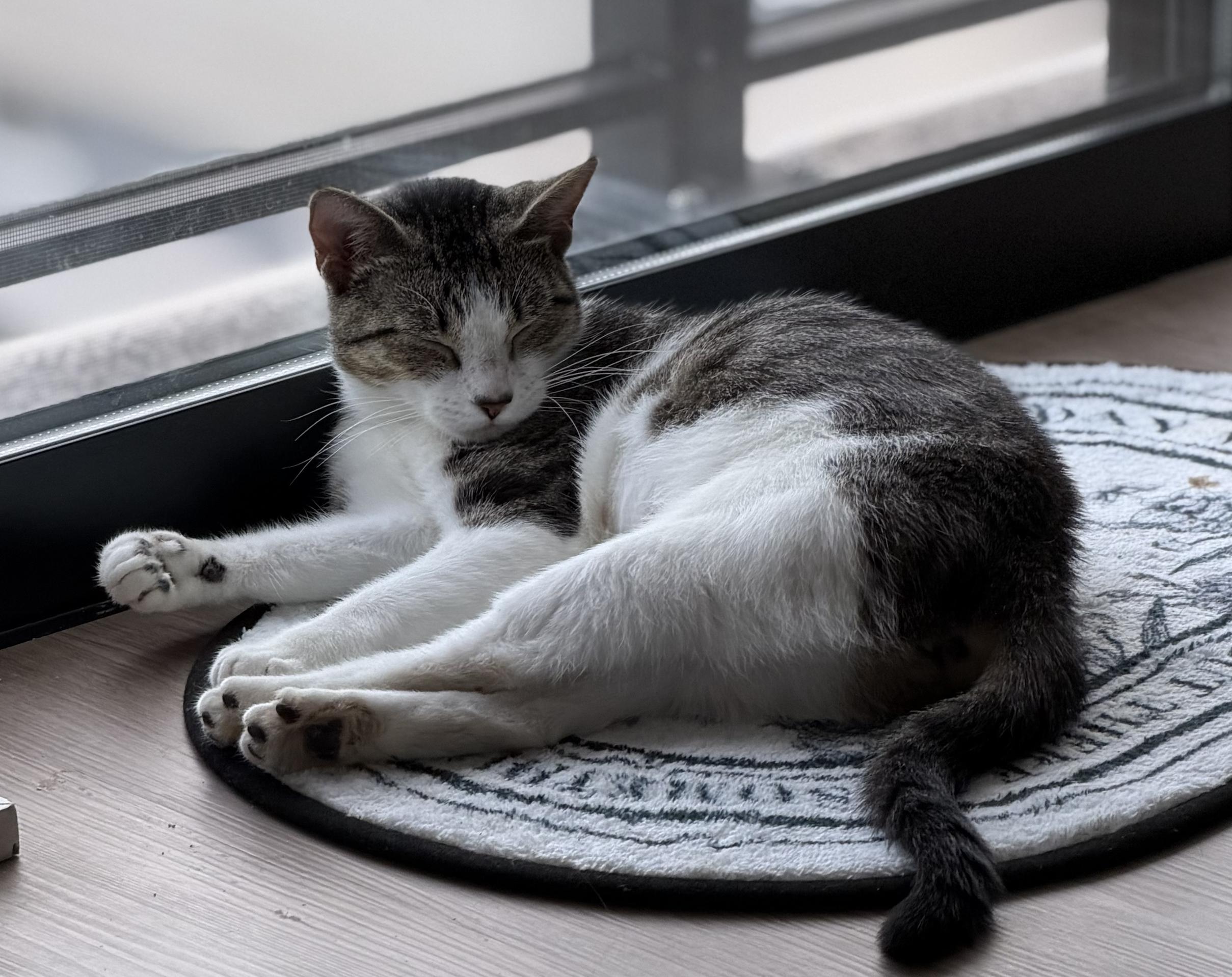 Enlarge Carmela, a Adoptable Domestic Short Hair in Bayonne, NJ image 2/6
