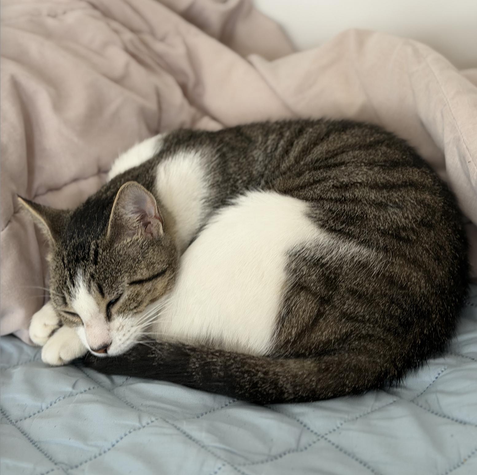 Enlarge Carmela, a Adoptable Domestic Short Hair in Bayonne, NJ image 5/6