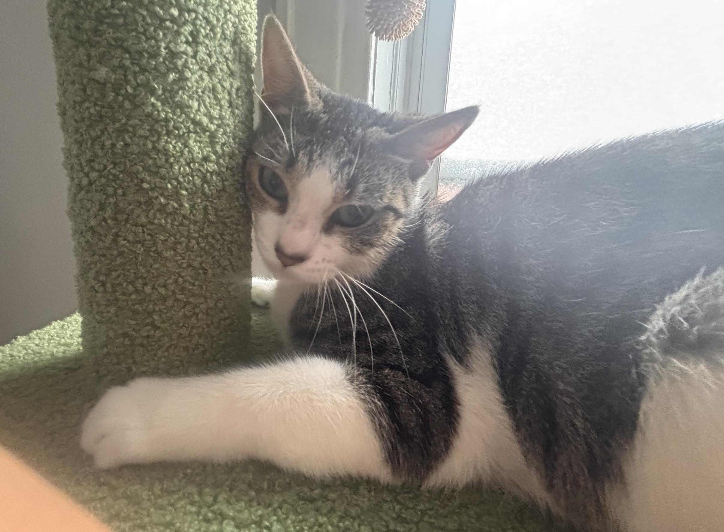 Enlarge Carmela, a Adoptable Domestic Short Hair in Bayonne, NJ image 6/6