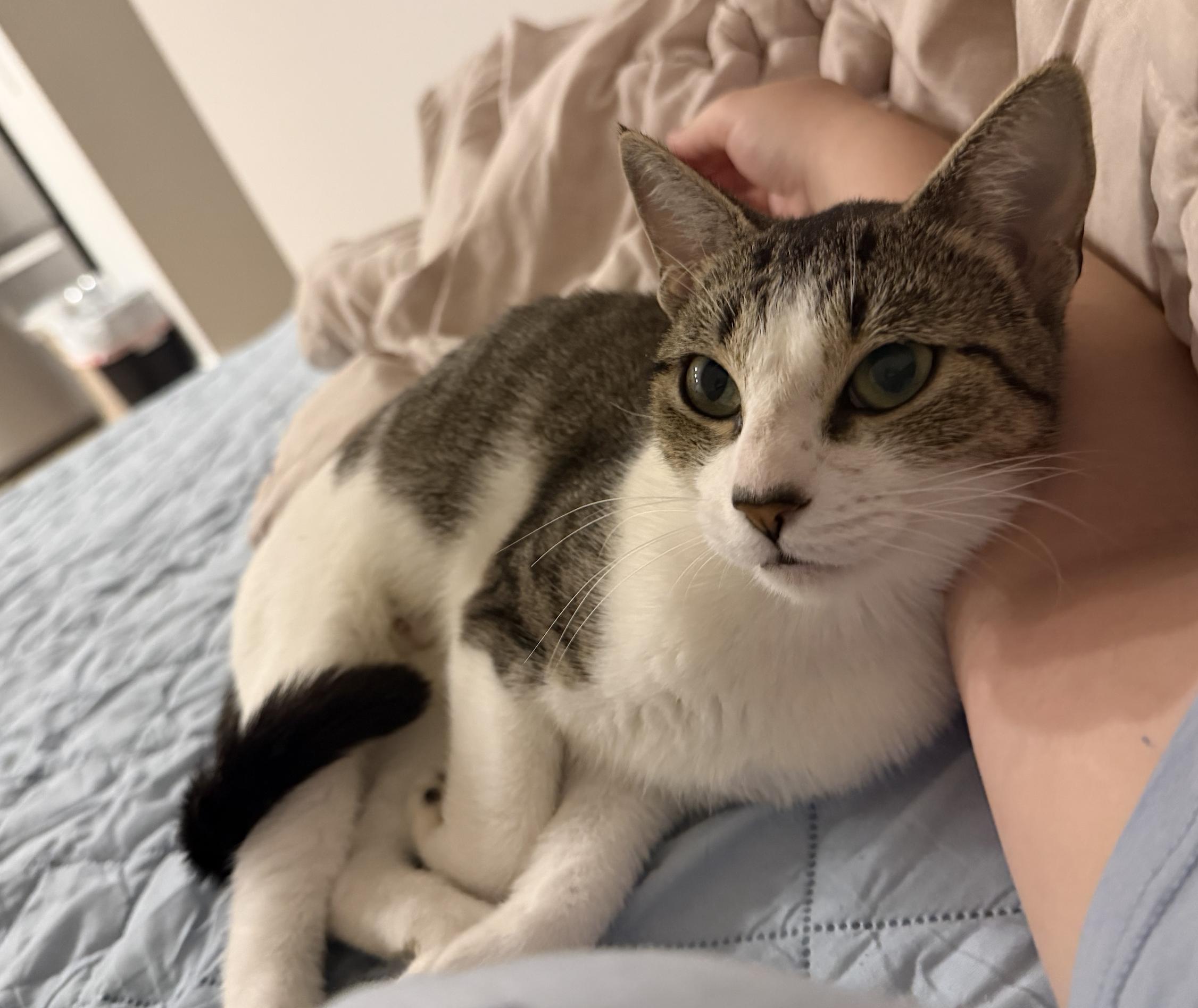 Enlarge Carmela, a Adoptable Domestic Short Hair in Bayonne, NJ image 4/6