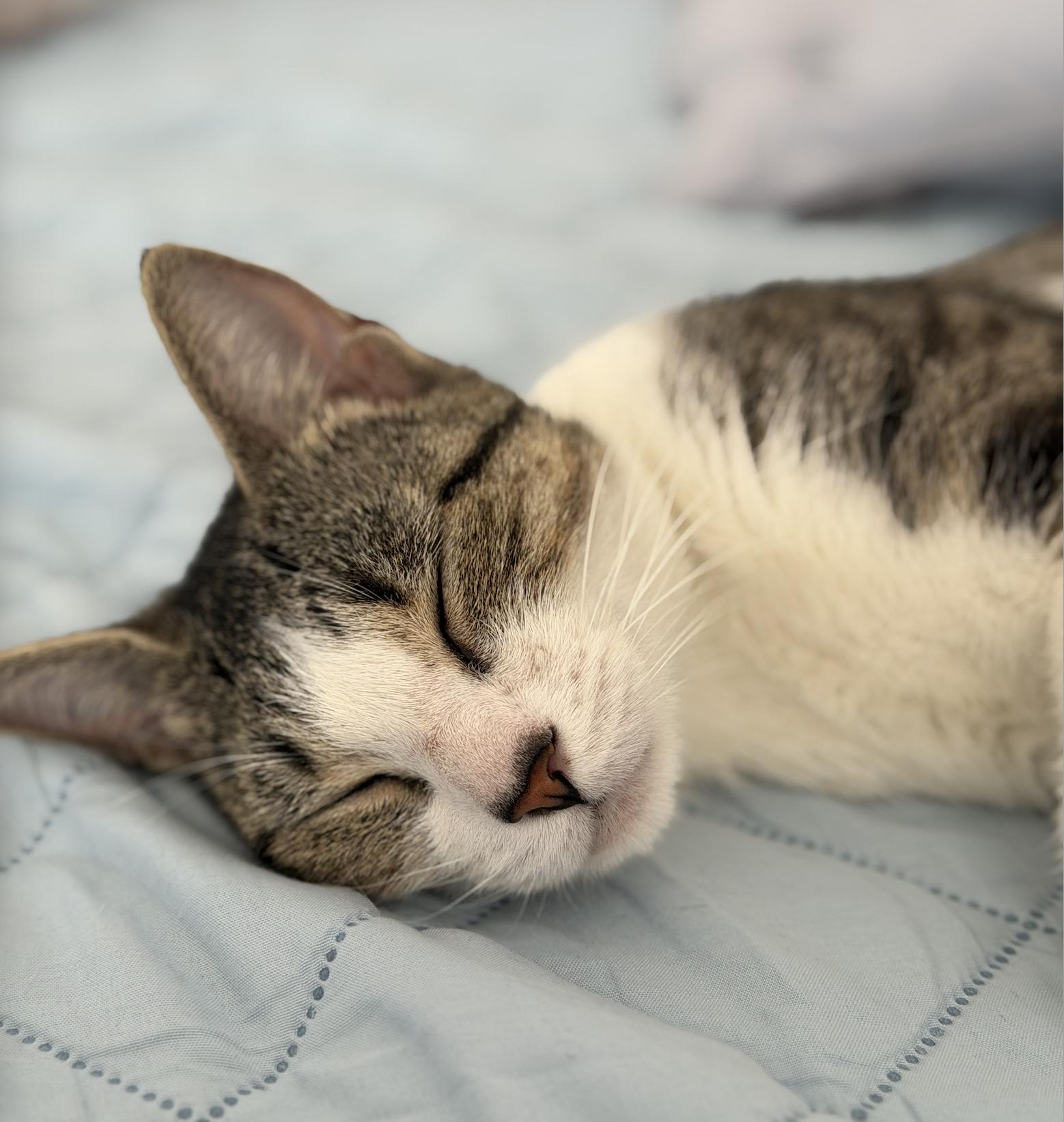 Carmela, Adoptable, Adult Female Domestic Short Hair.