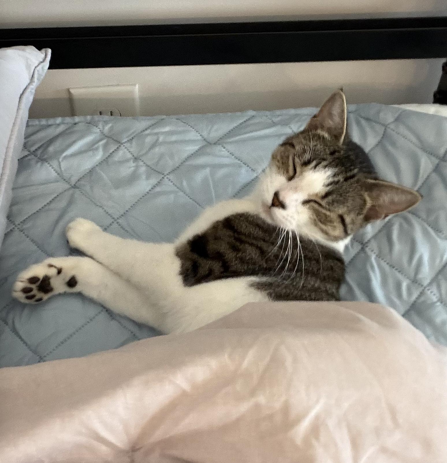 Enlarge Carmela, a Adoptable Domestic Short Hair in Bayonne, NJ image 3/6