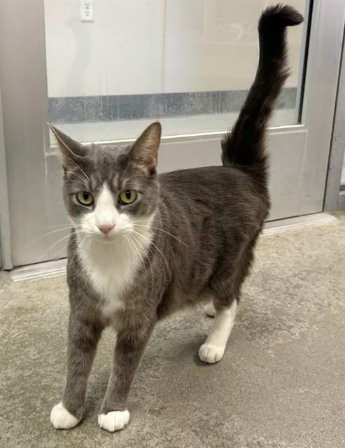 CHEX, Adoptable, Adult Male Domestic Short Hair.
