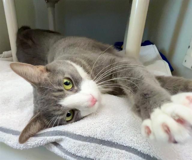 CHEX, Adoptable, Adult Male Domestic Short Hair.