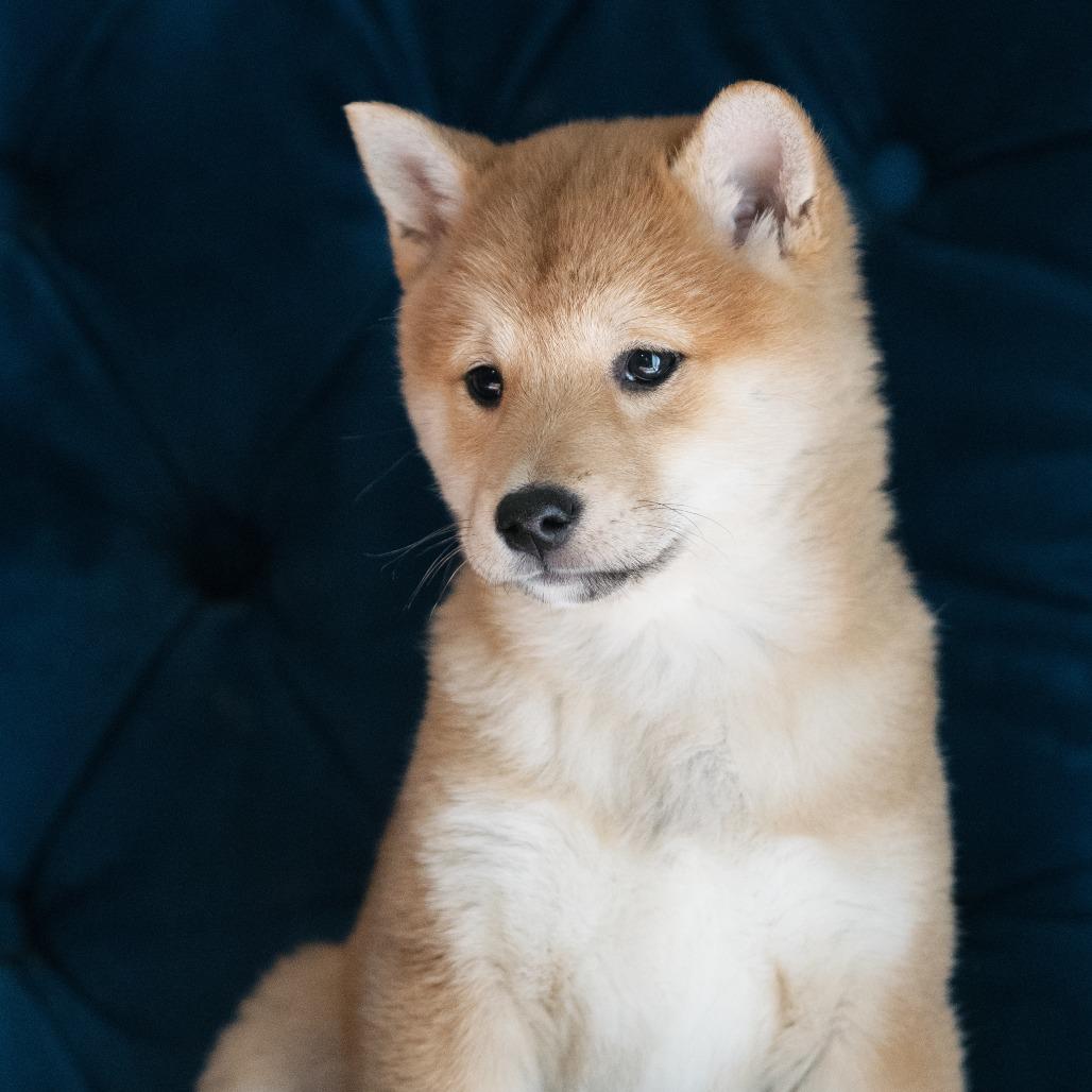 Enlarge Quesadilla, a ADOPTABLE Shiba Inu in Zionsville, IN image 1/1