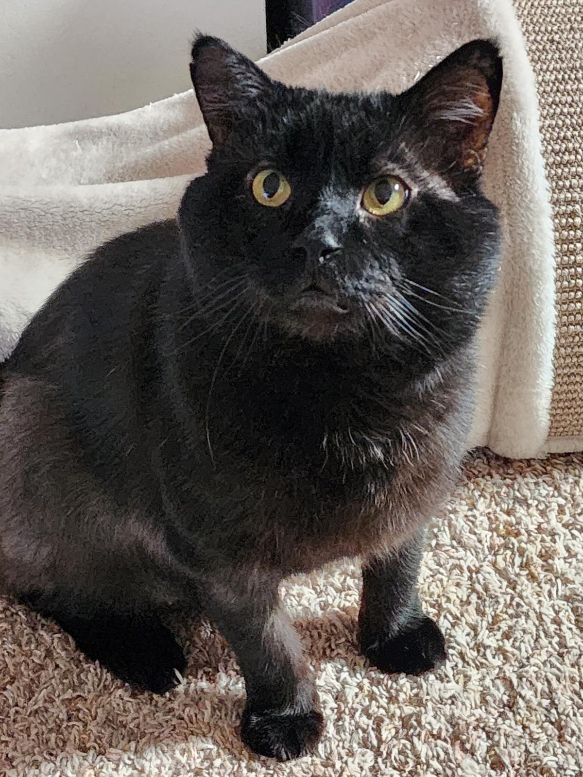 vader, a Adoptable Domestic Short Hair in CANONSBURG, PA image 3/5