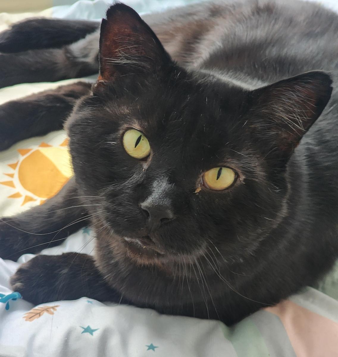 vader, a Adoptable Domestic Short Hair in CANONSBURG, PA image 1/5