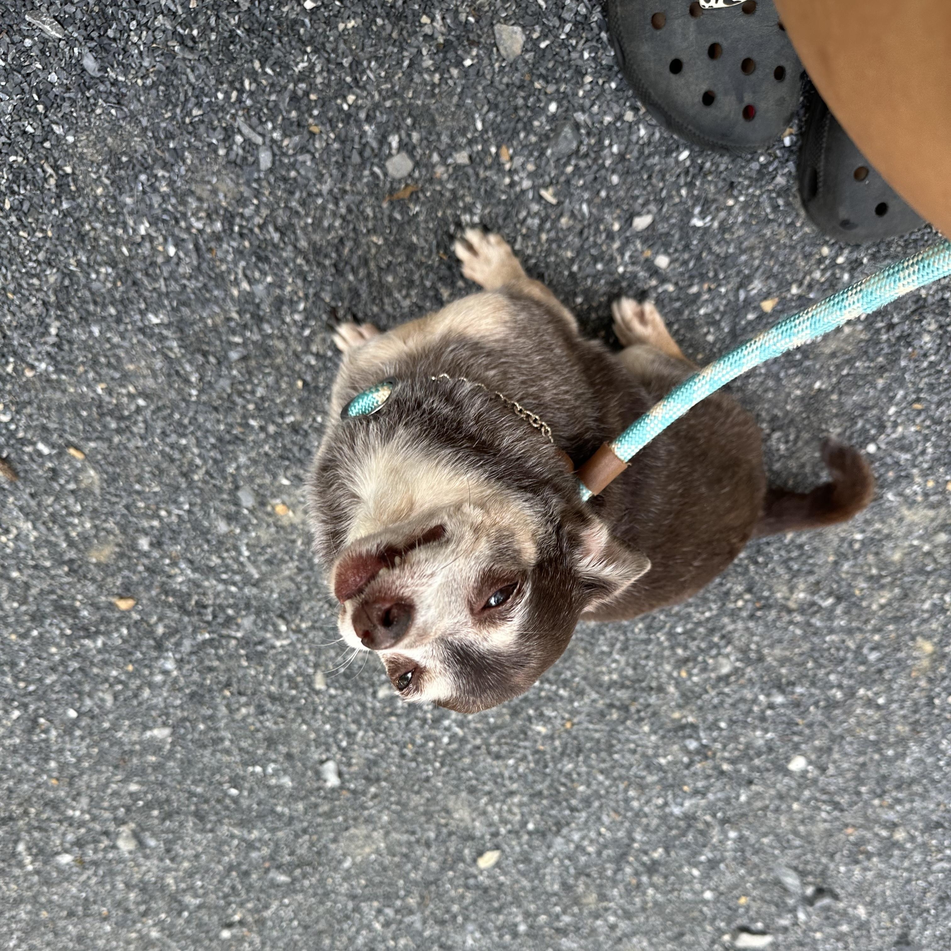 Enlarge Rufus, a Adopted Chihuahua in Myerstown, PA image 3/4