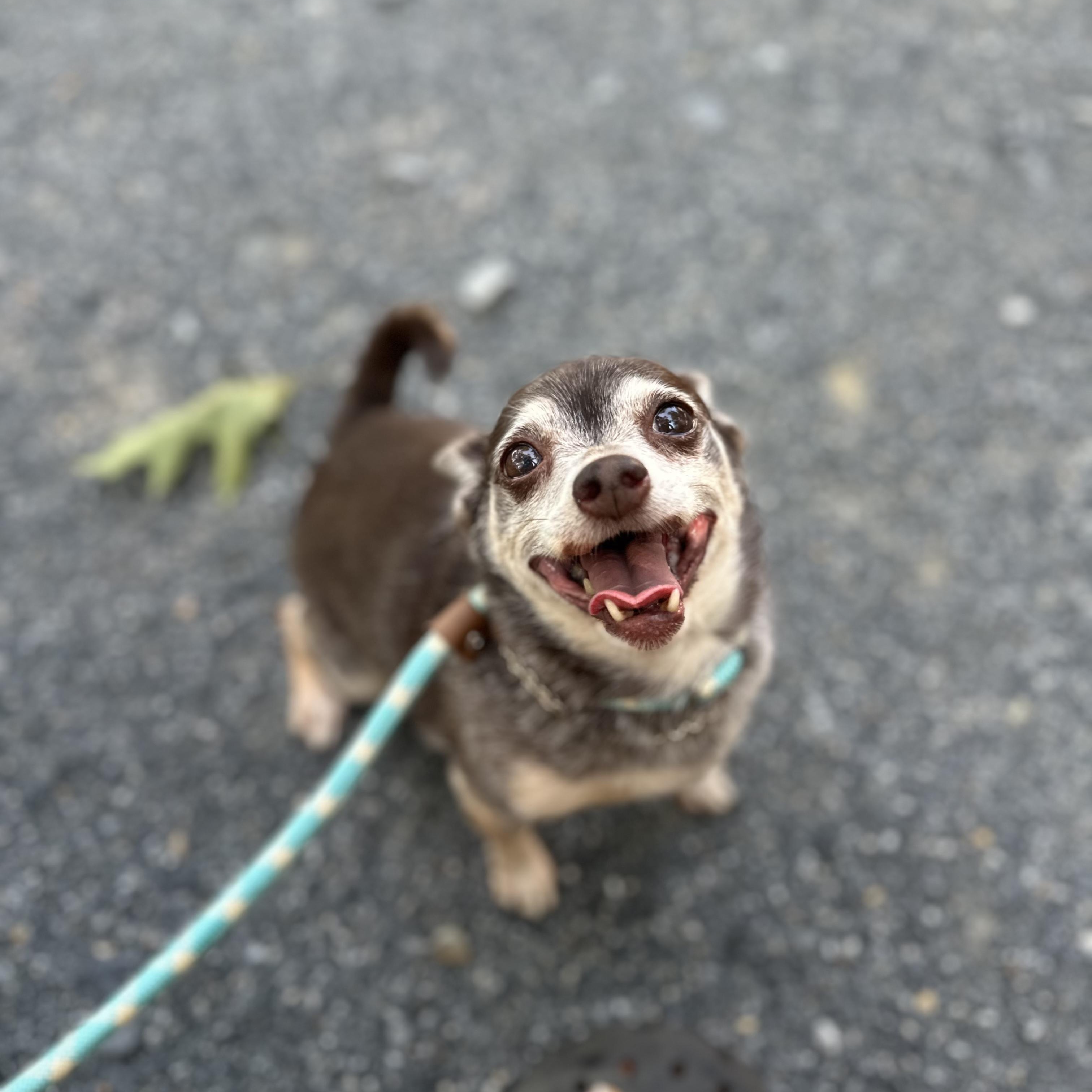 Enlarge Rufus, a Adopted Chihuahua in Myerstown, PA image 4/4