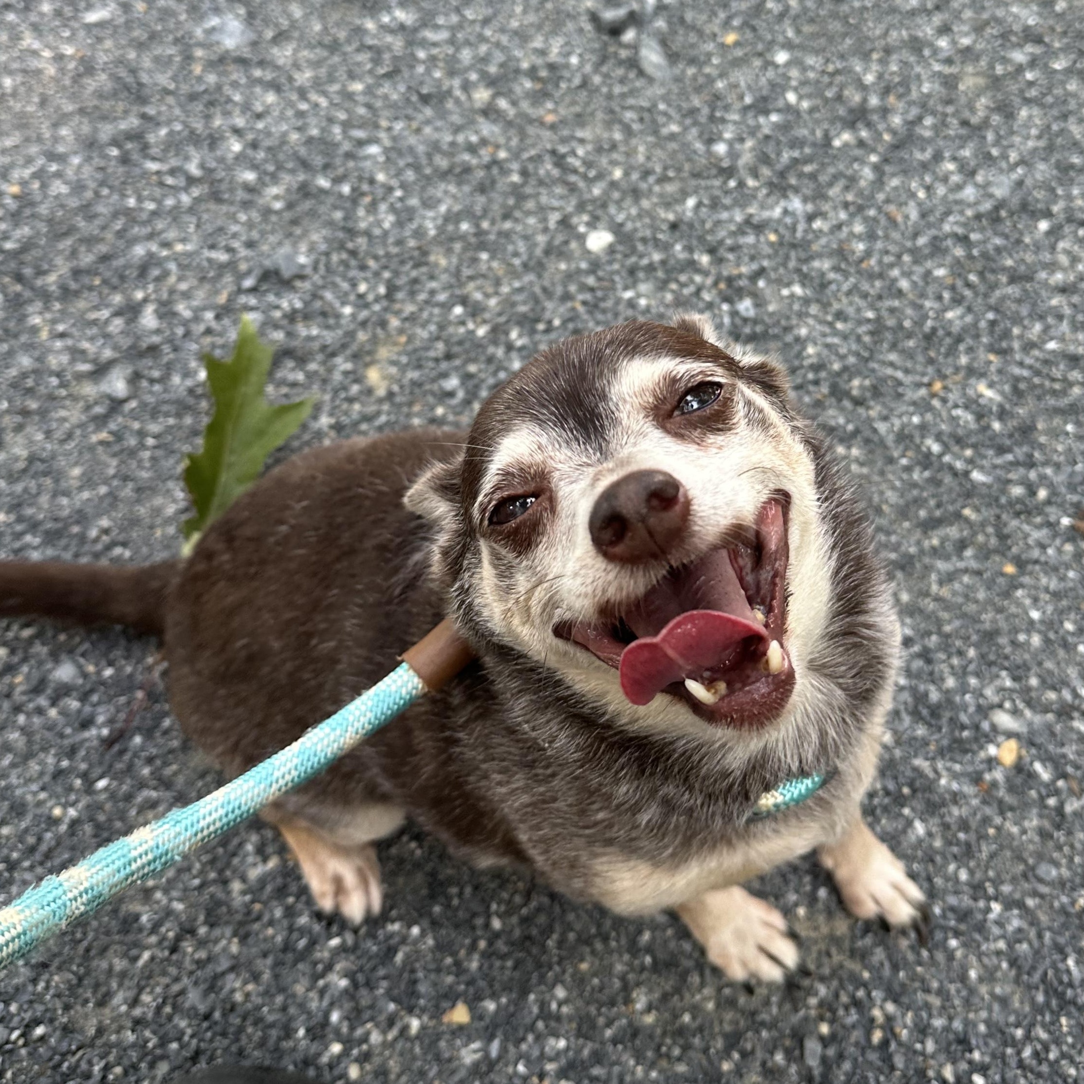 Enlarge Rufus, a Adopted Chihuahua in Myerstown, PA image 2/4