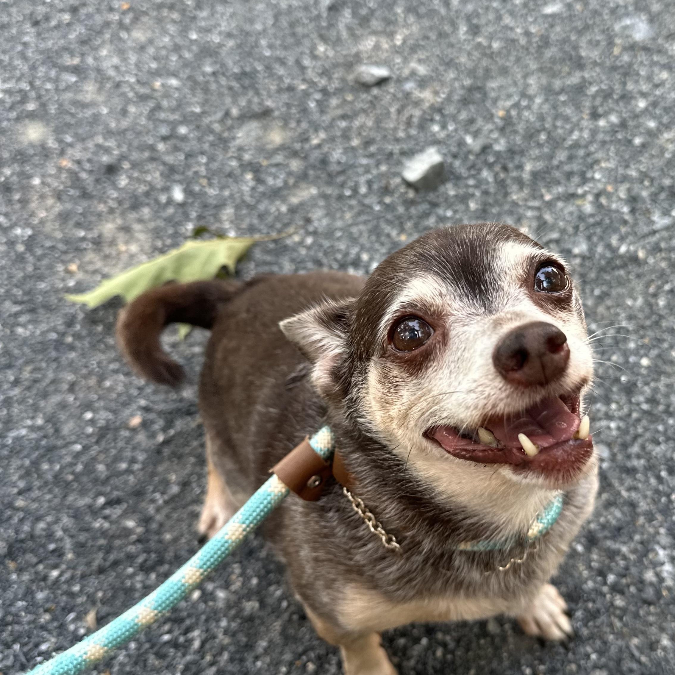 Rufus, Adopted, Adult Male Chihuahua.