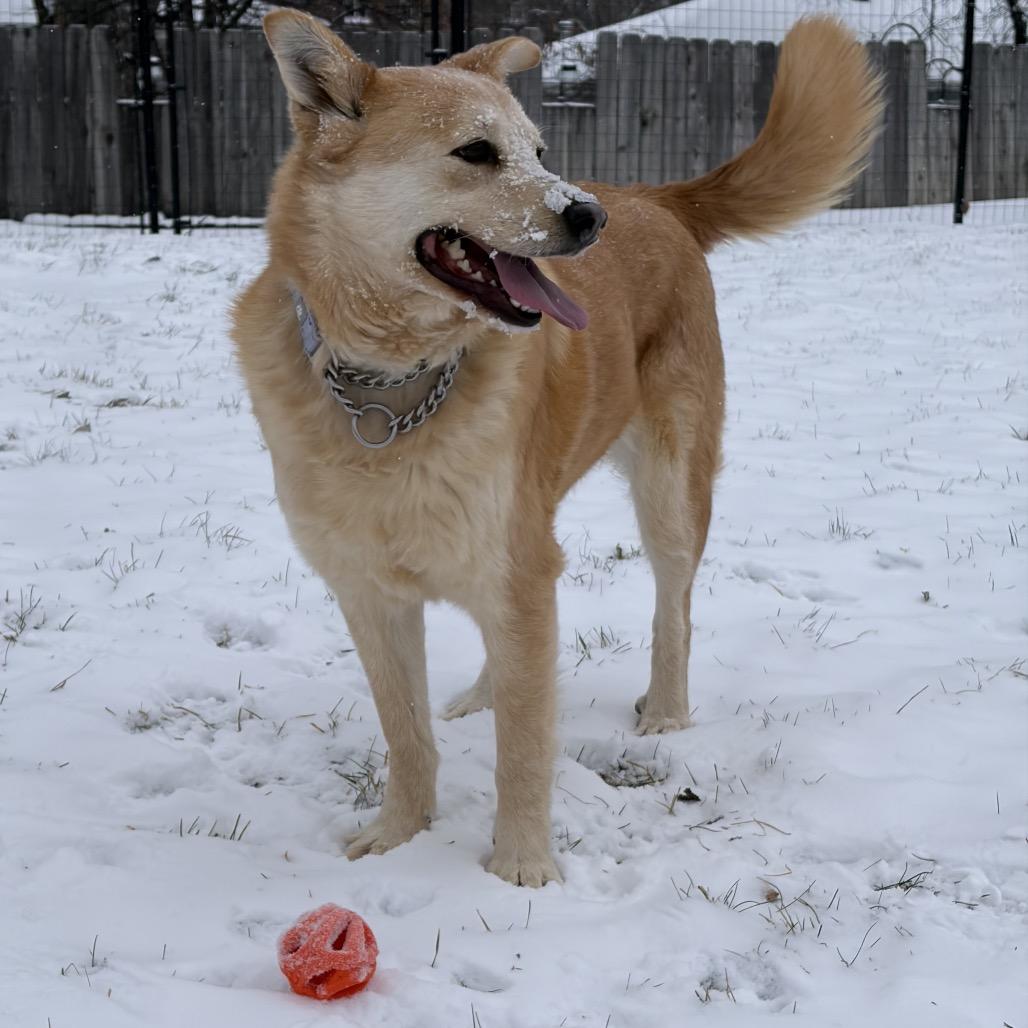 Enlarge Nala, a Adoptable Mixed Breed in Bismarck, ND image 1/5