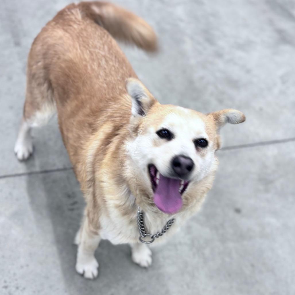 Nala, Adoptable, Adult Female Mixed Breed.