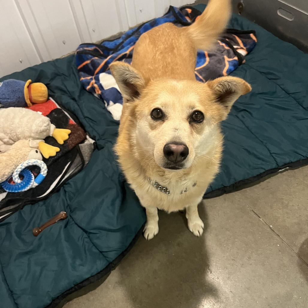 Nala, a Adoptable Mixed Breed in Bismarck, ND image 2/6